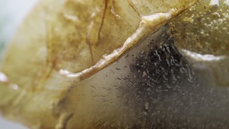 fotografía macro abstracta de una flor congelada