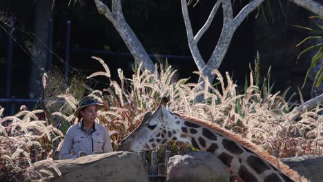 una jirafa siendo alimentada por un cuidador del zoológico