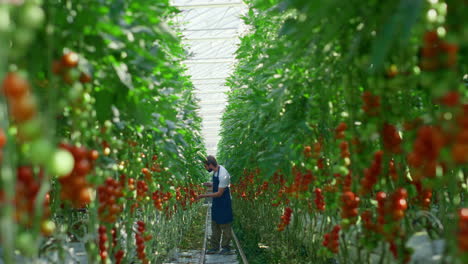 Agri-scientist-checking-quality-of-growing-tomatoes-tablet-in-bright-warm-farm