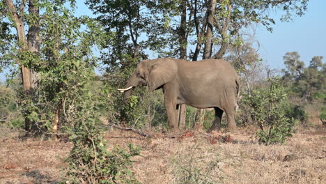 African-elephant-eating-leaves-from-a-small-bush,-sideview