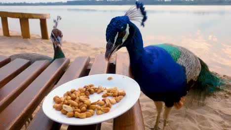 beautiful and colorful peacock eating peanuts from plate