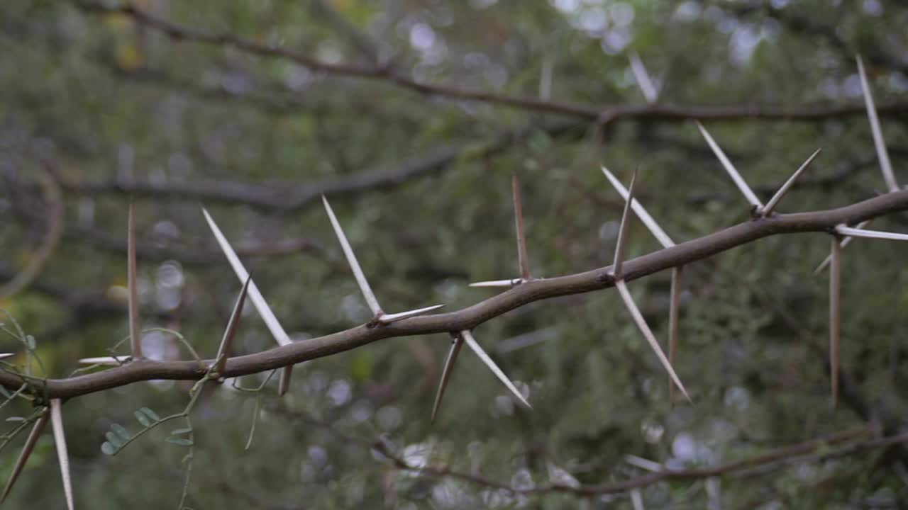 아프리카 아카시아 나무의 악랄한 긴 가시를 닫습니다