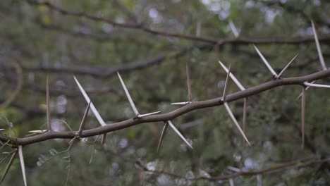 close up of the vicious long thorns on an acacia tree in africa