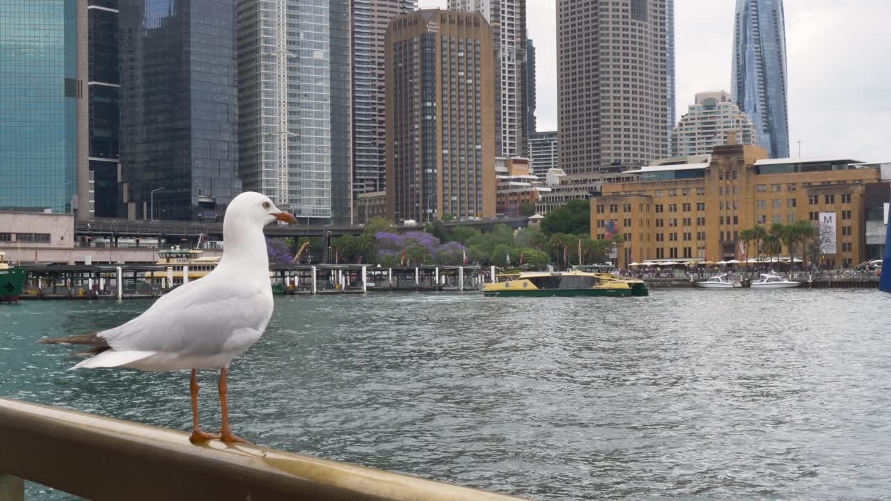 Slow motion landscape of wild seagull bird sitting on railing in harbour with commuter ferries at waterfront and urban city buildings in background Sydney NSW Australia outdoors travel holidays nature