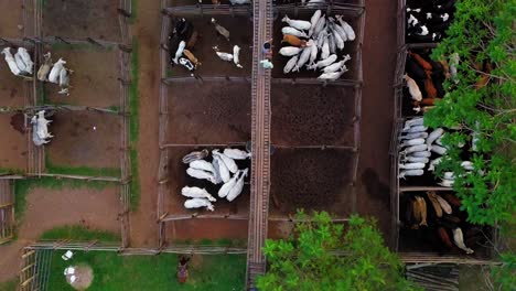 aerial top view of a corral outdoors, cattle are separated in pens-1