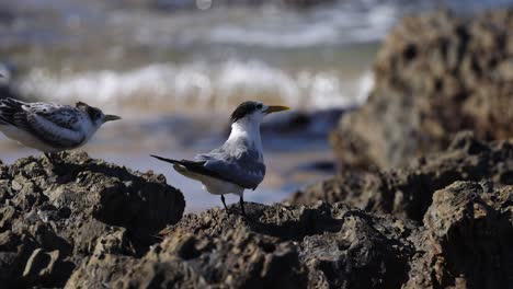 terns interacting and perching on coastal rocks