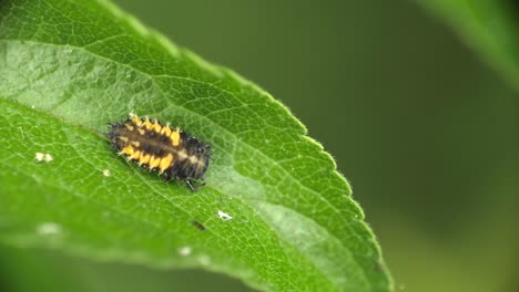 Lady-bug-larva-pupating-on-green-leaf