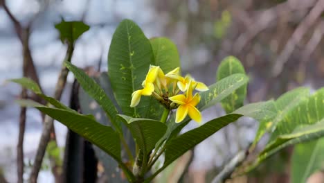 plumeria rubra amarillo en el viento.