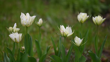 spring white tulips sway with the wind in netherlands