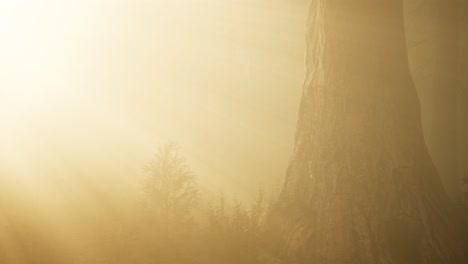 autumn forest and trees in morning fog