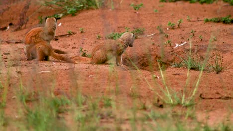 Meerkats-hanging-around-their-Burrough,-tripod-shot