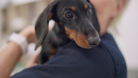 Face,-pet-and-puppy-with-an-old-woman-vet