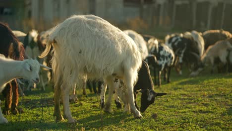 goats grazing in a field