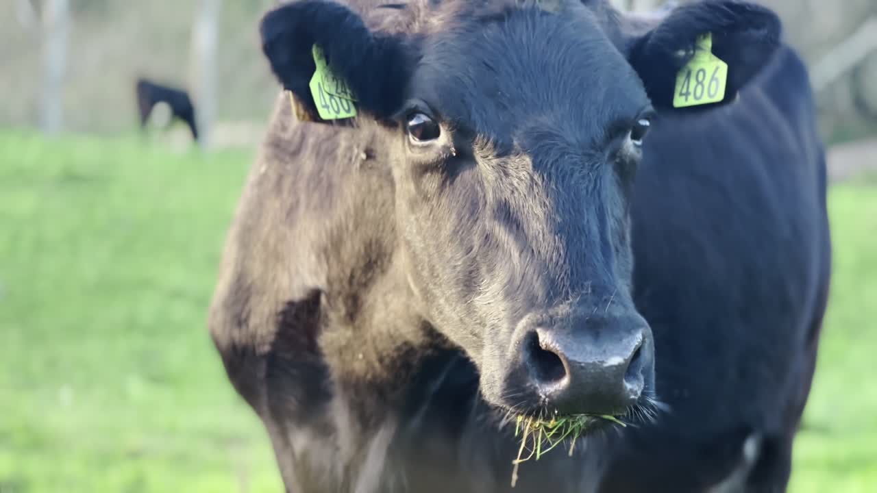 Close-Up of Black Cow Eating Grass at Sunset, Looking at Camera