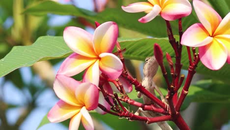 lagarto navegando a través de las coloridas flores de plumeria.