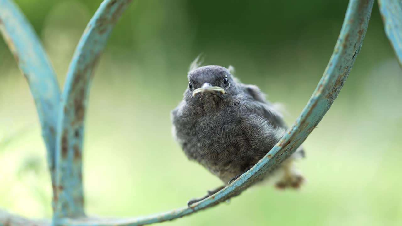 little beautiful bird sitting on the fence, animals and nature