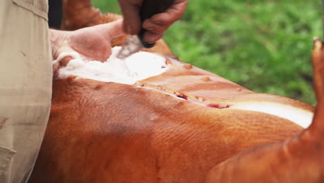 butcher applying cut in pig belly to open carcass and clean the entrails - close up