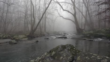 a wide view of a flowing river in the forest with trees overhanging the banks