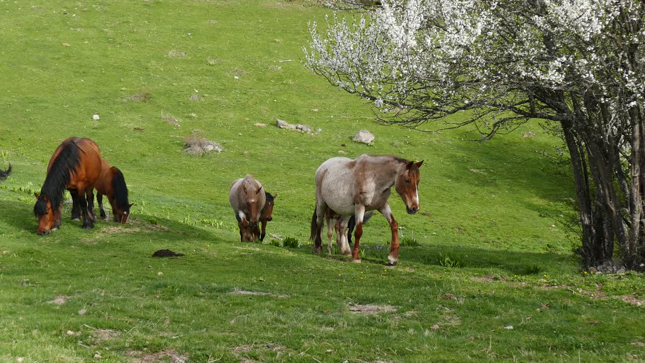 una manada de caballos pastando libremente