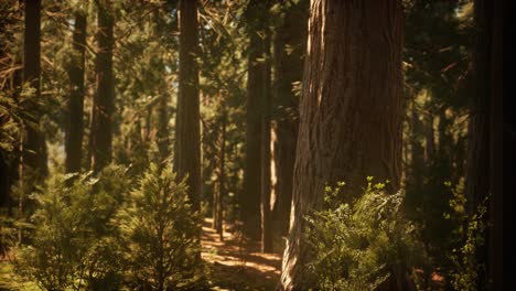 Hyperlapse-Im-Mammutbaumwald-Vom-Sonnenaufgang-An