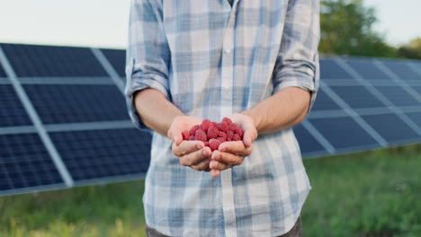 Farmer's-hands-with-a-handful-of-fresh-raspberries,-solar-panels-in-the-background