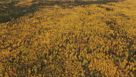 vibrant yellow autumn pine trees on five finger rapids on the yukon river, yukon, canada. aerial drone shot