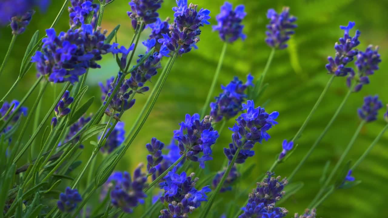 녹색 잎으로 만든 녹색 배경으로 가벼운 바람에 날리는 레벤더