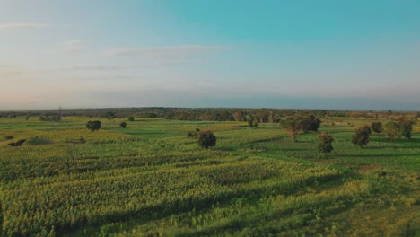 Sonnenblumenfarm-Bei-Sonnenuntergang-Mit-üppigen-Grünen-Blättern-Auf-Einem-Bauernhof-In-Afrika