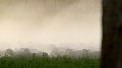 clouds of dust rising off a flock of sheep moving across a field