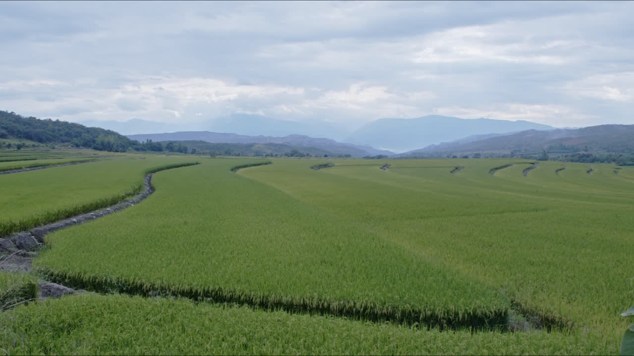 Rice fields too the horizon, jaen, cajamarca 4k