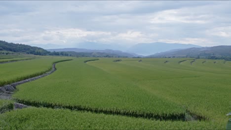 Campos-De-Arroz-También-El-Horizonte,-Jaén,-Cajamarca-4k