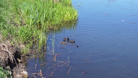 three small water birds swim near pond plants while adult birds feed them. calm water surface shows gentle ripples and floating sticks. peaceful birds family moment in natural setting.
