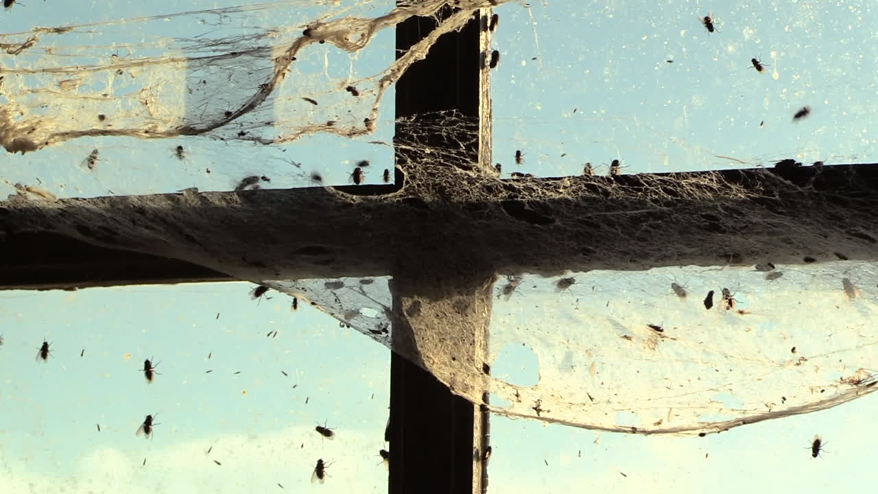 많은 파리가 기어서 나가려고 창문에 부딪힌다