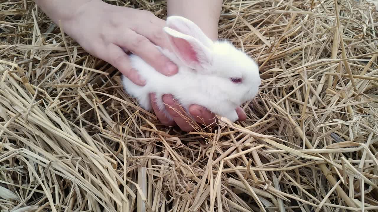 여자는 그녀의 손에 하얀 솜털 토끼를 들고 있다