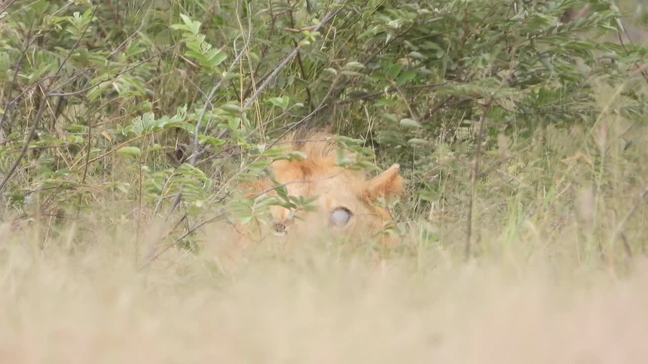 león macho, uno de los machos biyamiti, con un ojo ciego acostado en la hierba alta, kruger