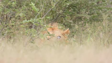 Male-lion,-one-of-Biyamiti-males,-with-one-blind-eye-lying-in-tall-grass,-Kruger