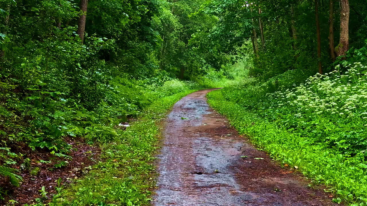 Narrow Forest Trail With Wet Path and Fresh Green Vegetation After Summer Rain