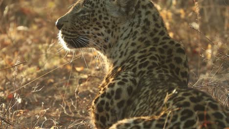 a medium close-up of an adult leopard laying in the golden light