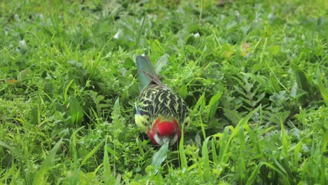 king parrot in green grass