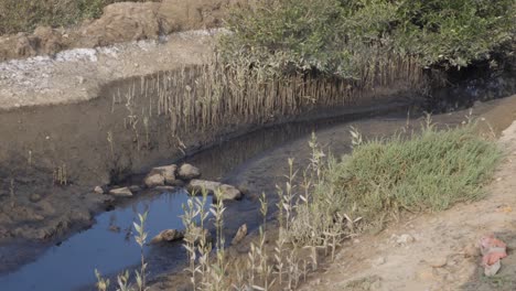 low water levels at mangrove forest degradation, deterioration mangrove forest is an ecosystem