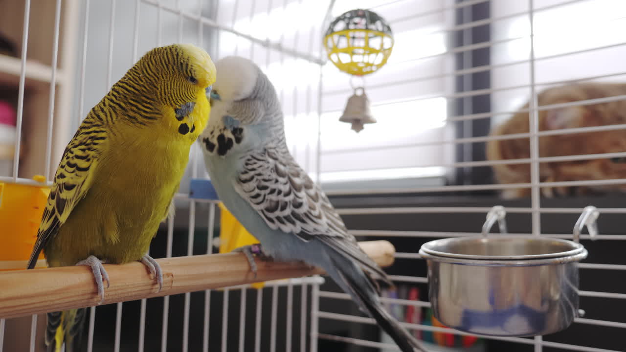 periquitos en una jaula