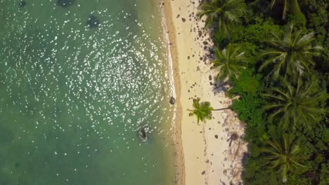 vuelo aéreo sobre una playa tropical con palma de coco