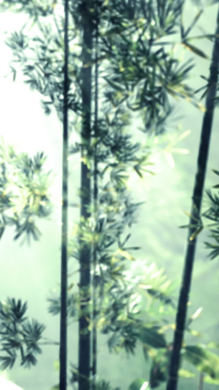Foresta di bambù con alberi alti e foglie verdi in luce naturale