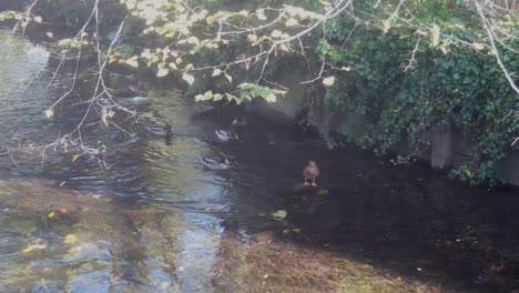 Male-and-female-mallards-floating-on-the-River-Stour-in-Canterbury,-Kent