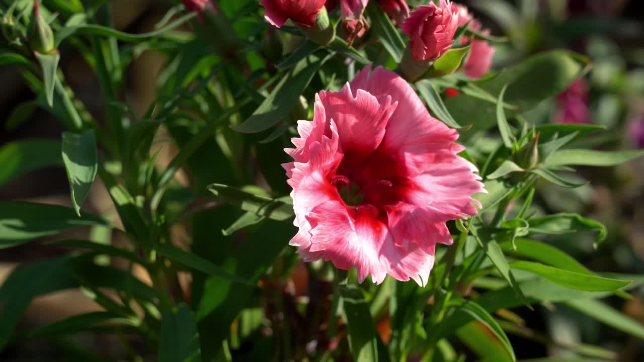 A Bright Pink Flower Facing Heavy Wind in Japanese Parks