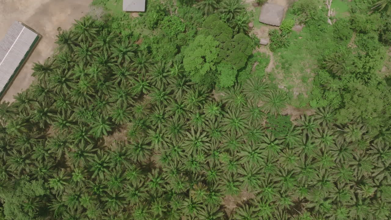 amplias imágenes aéreas de arriba hacia abajo de la jungla que rodea un pueblo en el campo de sierra leona