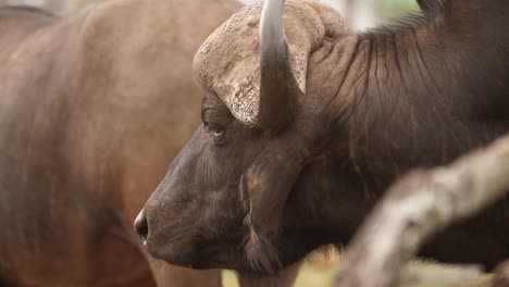 close up profile of cape buffalo's head and wrinkled neck in africa