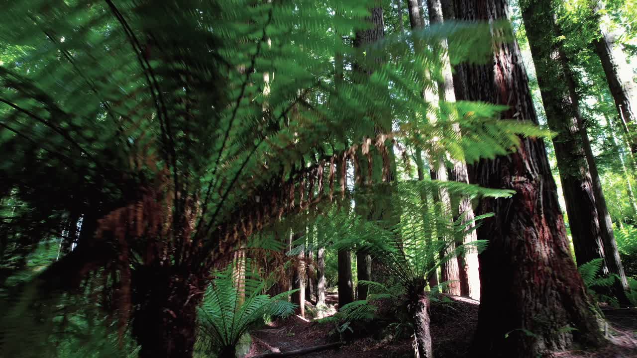 드론은 캘리포니아 삼나무 숲, 나무 양치류 아래를 비행합니다.
