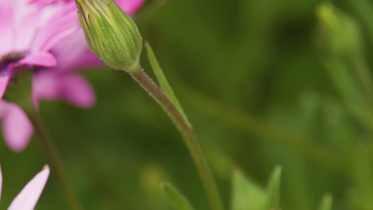 Macro di bocciolo di margherita africana rosa con profondità di campo ridotta, luce naturale e sfondo delicato