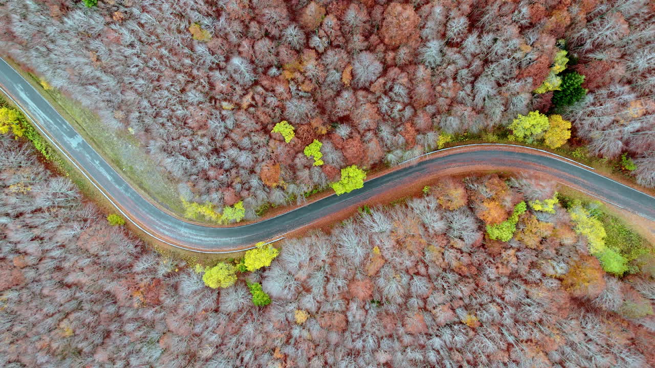 Aerial view of a winding road through colorful autumn forest in fall